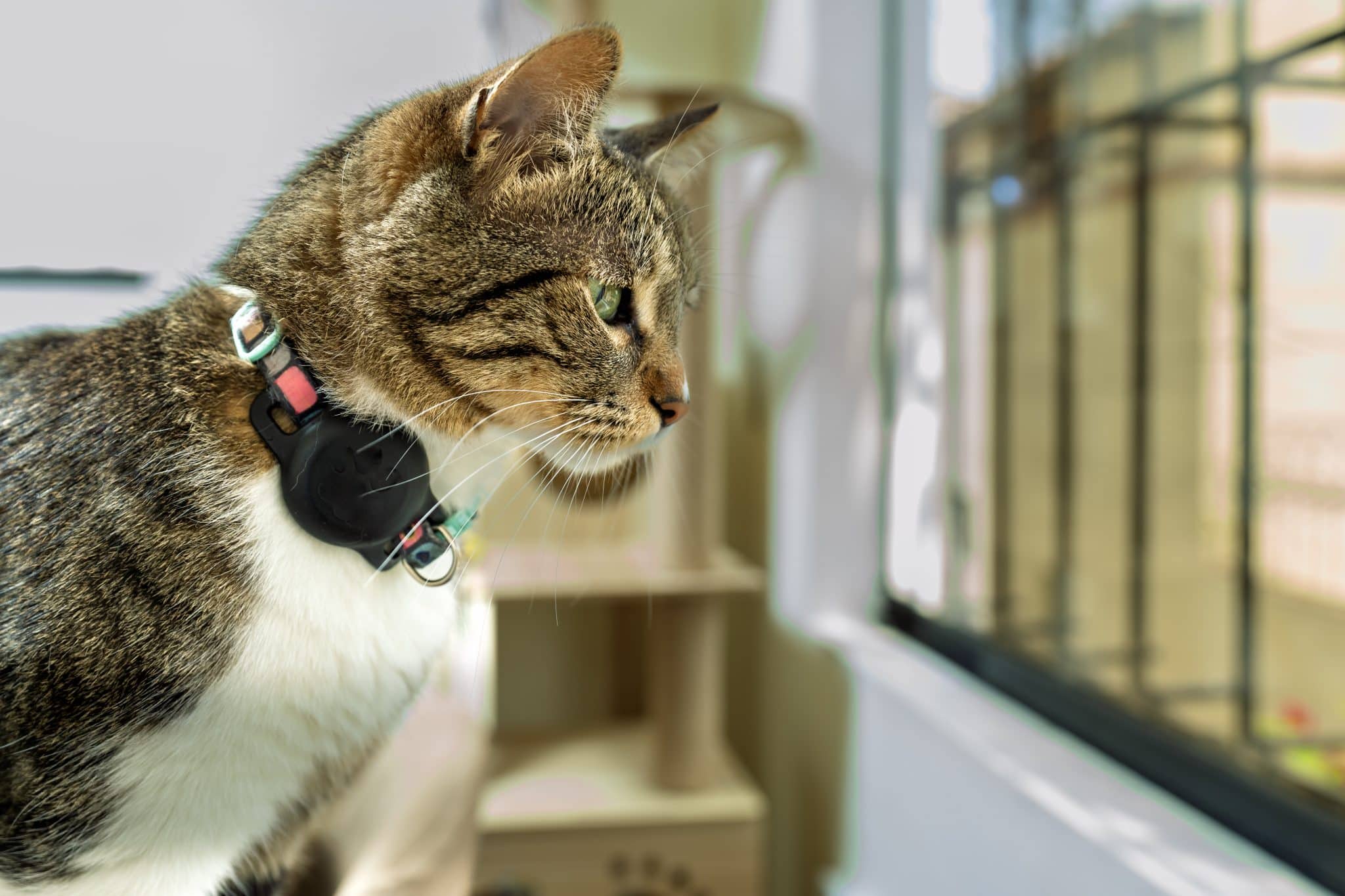 Comment surveiller votre chat en toute sécurité grâce aux colliers GPS